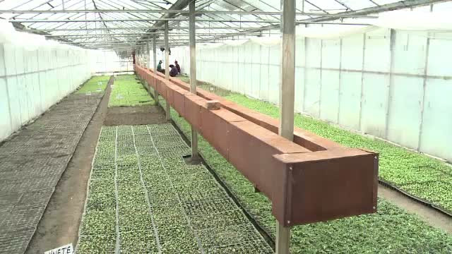 In cautarea gustului pierdut: Taranii vor scoate pe tarabe rosiile "Siriana" si ardeii "Jovial"