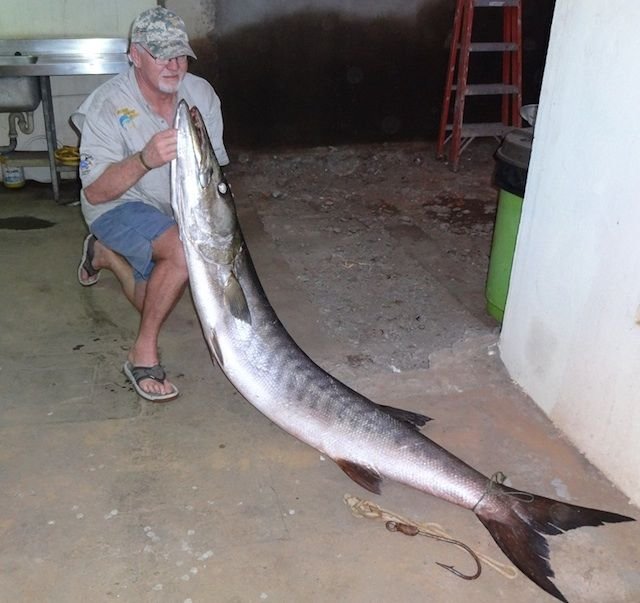 baracuda