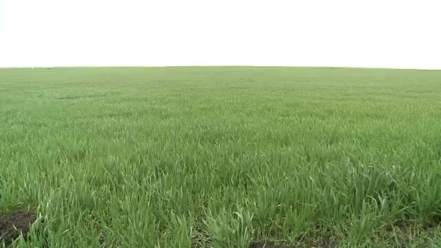 Ploile din ultimele saptamani sunt o binecuvantare pentru agricultura.Ce recolte vom avea din belsug