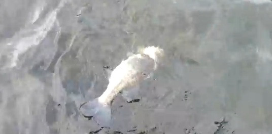 Ce a gasit un barbat intr-un peste. "Era inca in viata". VIDEO