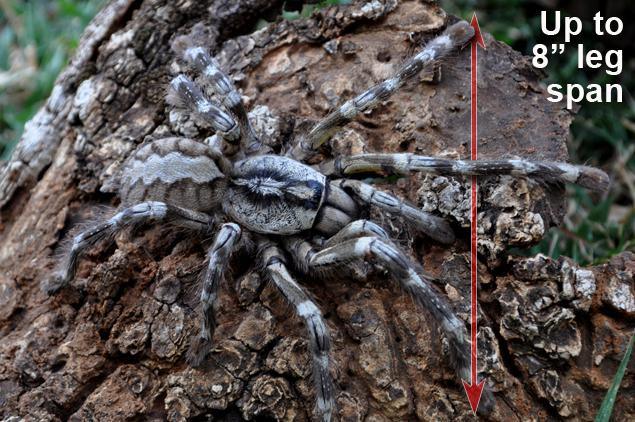 O noua specie de tarantula, descoperita in Sri Lanka. Are o circumferinta a corpului de 20 de cm