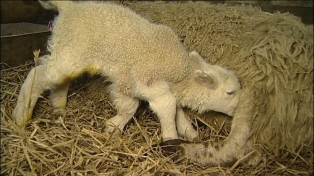 O oaie de la o ferma din Marea Britanie a adus pe lume un miel cu cinci picioare. VIDEO