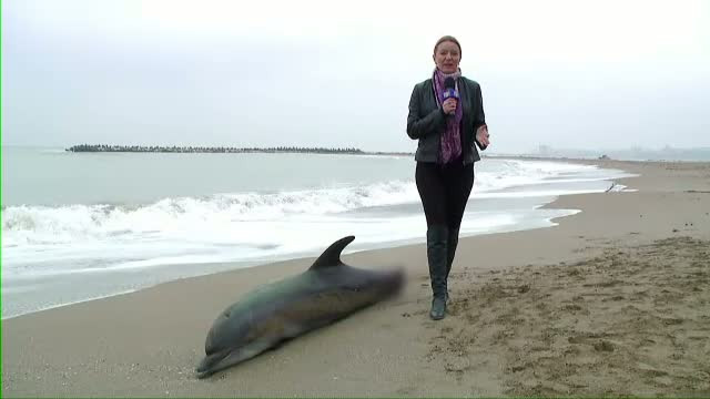 Trei delfini morti, adusi la mal de valuri. Autoritatile cred ca au fost ucisi de plasele pescarilor