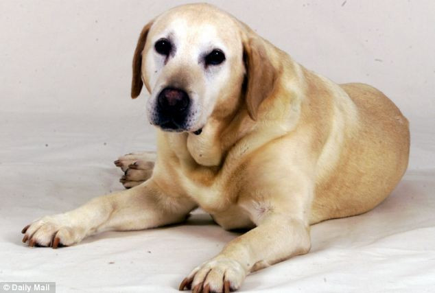 La Oradea se numara... cainii. Patrupedele vor fi microcipate si trecute in baza de date a Primariei