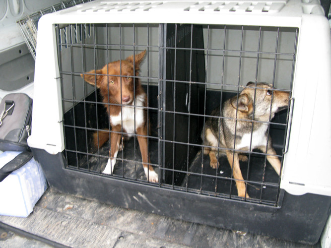 “Fost maidanez, devin legal”. Campania prin care doua asociatii sterilizeaza cainii gratuit