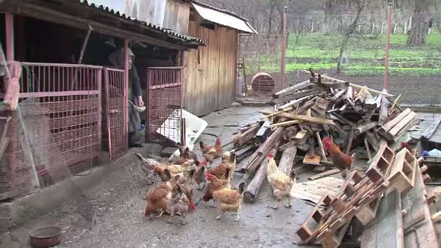 Ca sa manance sanatos, tot mai multi oraseni isi cumpara animale si platesc sa fie crescute la tara
