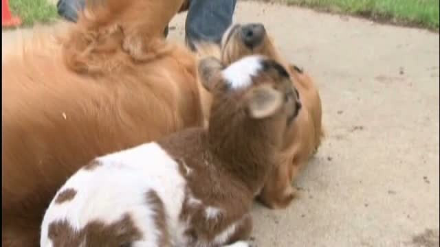 O prietenie stransa, intre un miel si un catel, s-a legat la o ferma din California