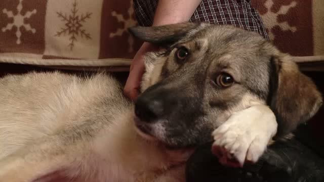 Dupa un model american, animalele abandonate pe strada primesc si la noi o a doua sansa la viata