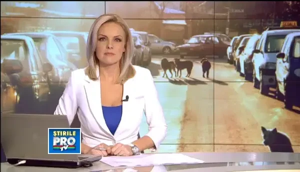 Dupa un model american, animalele abandonate pe strada primesc si la noi o a doua sansa la viata