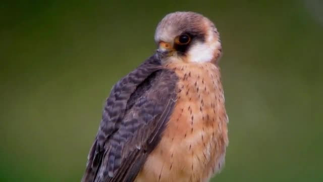 Pasarile care salveaza din saracie o comuna din Arad. Fermierii primesc 200.000 de euro anual