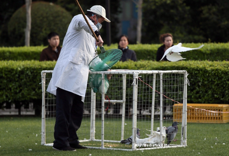 Noua gripa aviara. Expertii in sanatate dezvaluie cat de periculos este virusul H7N9