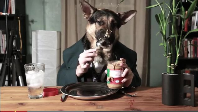 VIDEO devenit viral. Un ciobanesc german mananca unt de arahide exact ca un om