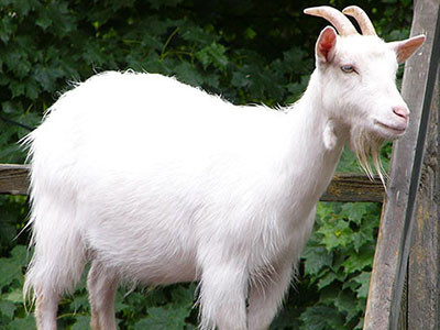 Acuzatii grave pentru o familie din Argentina. Diformitatea cu care s-a nascut una din caprele sale