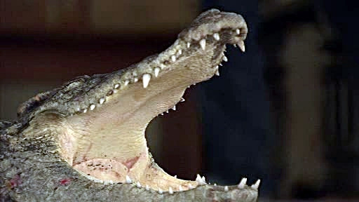 Si-a salvat fiul, in Ajunul Craciunului, din coltii unui crocodil. Baiatul si-a pierdut piciorul