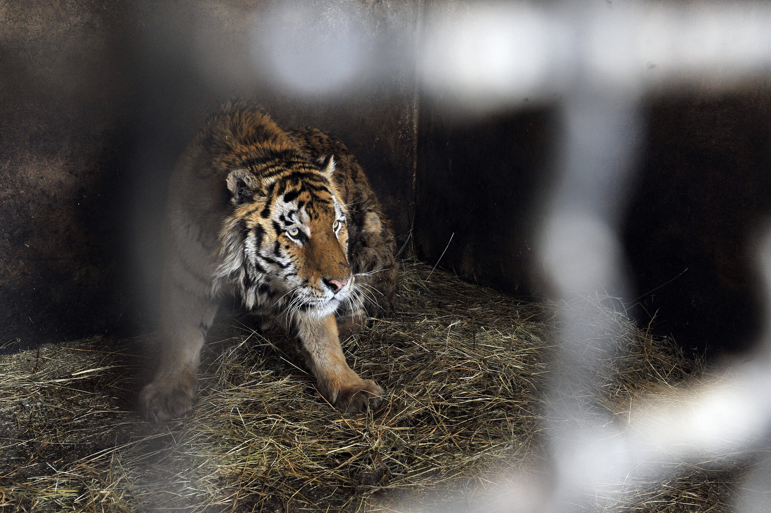 Leii si tigrii chinuiti in Gradina Zoologica din Onesti au fost dusi in rezervatia de lux din Africa