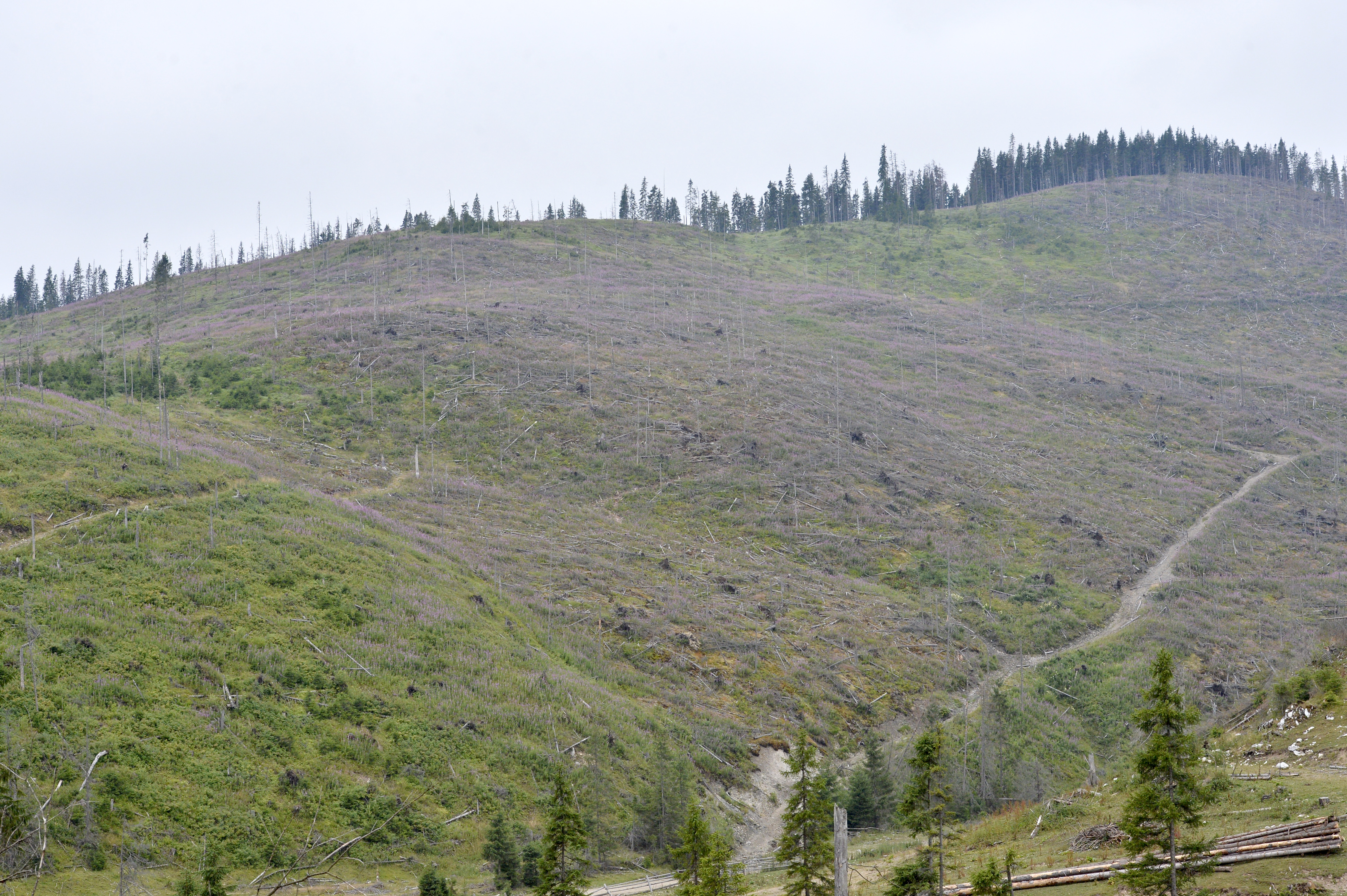 Retrocedarile scandaloase ale statului roman. Cum au ajuns 63.000 de hectare in mana unui om cu acte pentru numai 3.6 hectare