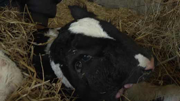 "Semn divin sau ciudatenie a naturii?". Oamenii au impietrit cand au vazut ce a adus pe lume o vaca