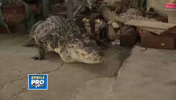 Si-a cumparat doi crocodili ca sa-i pazeasca locuinta. De 15 ani nu a mai fost pradat