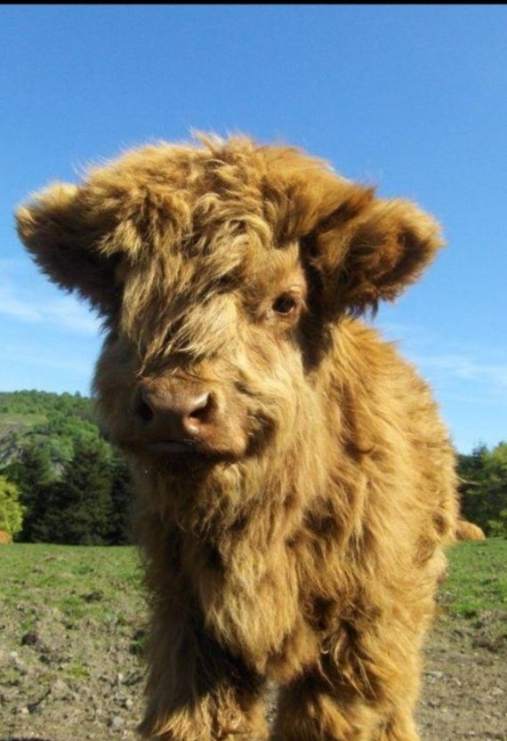 Poza care a strans mii de like-uri pe Facebook: "creatura" care a topit inimile americanilor