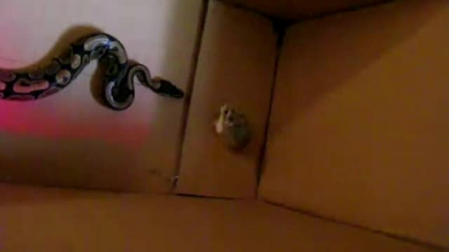 Norvegia: animalele adoptate ajung de multe ori hrana vie pentru proprietarii de serpi