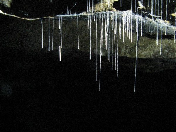 FOTO. Misterul pesterilor stralucitoare din Noua Zeelanda. Ce produce acest fenomen