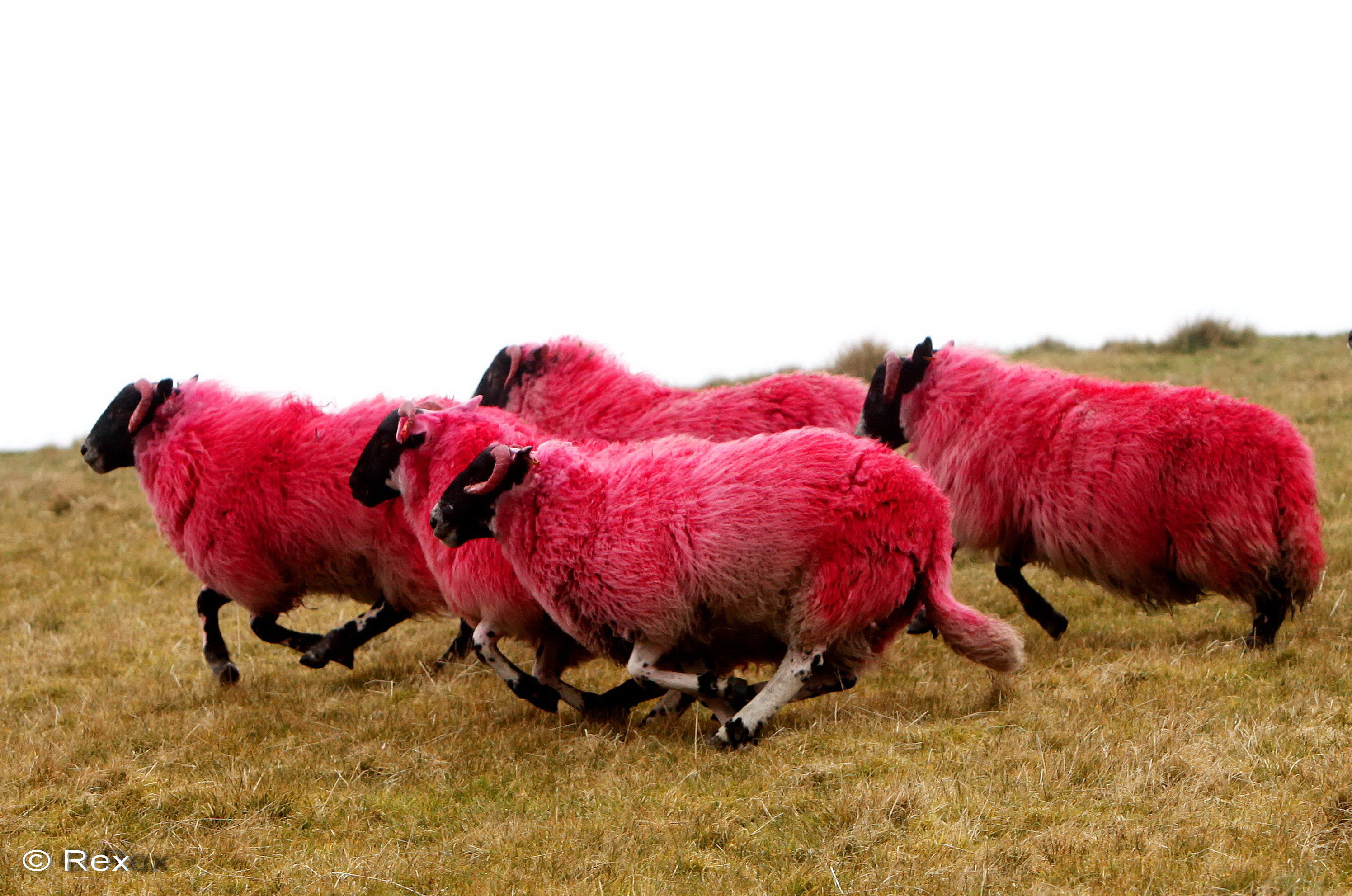 Oi roz au aparut pe dealurile din Scotia: "Soferii erau atat de uimiti incat riscau accidente"