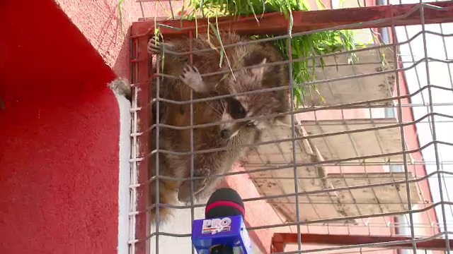 Drumul de poveste reusit de un raton descoperit in Constanta. Cum a ajuns acolo din America de Nord