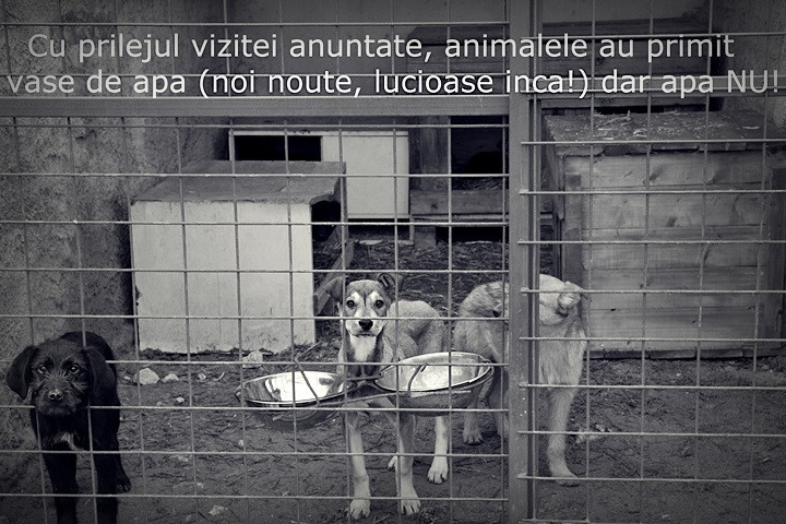 “Fii norocul lor!” – Indemnul unui grup de voluntari pentru a ajuta cainii fara stapan