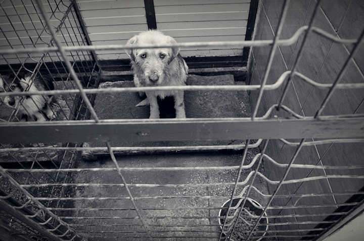 Sambata va avea loc un nou targ de adoptii canine la Timisoara: "Si mie imi sta bine in lesa"