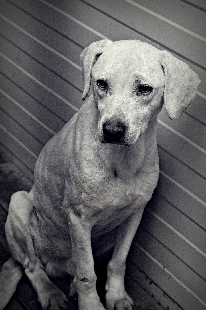 Cainii fara pedigree din Timisoara vor fi sterilizati intr-o clinica mobila. Cand incepe campania