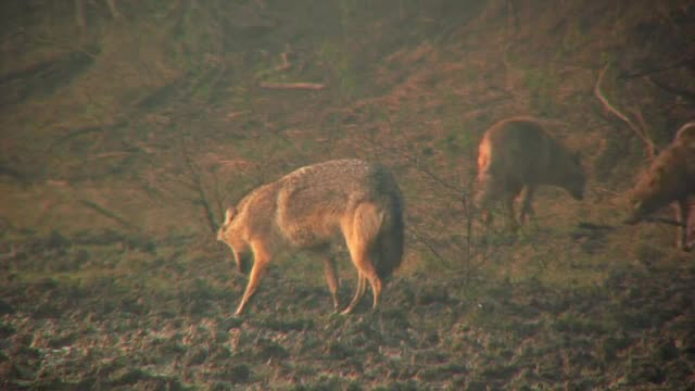 Animalele rare pentru Romania care au dat navala in turmele de oi. Ciobanii sunt terorizati
