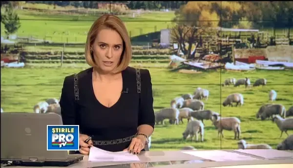 Animalele rare pentru Romania care au dat navala in turmele de oi. Ciobanii sunt terorizati