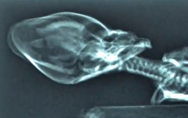 Misterul extraterestrului descoperit in Chile. Ce au aflat cand au studiat radiografia