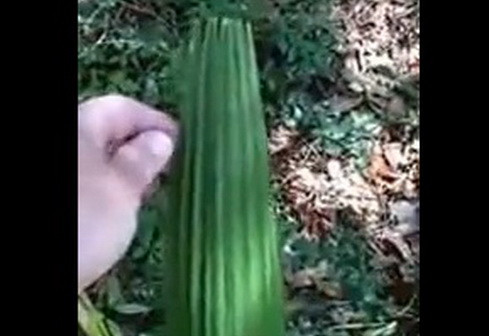 Imaginile pe care nimeni nu le poate explica. Cum "danseaza" aceasta planta, fara ca vantul sa bata