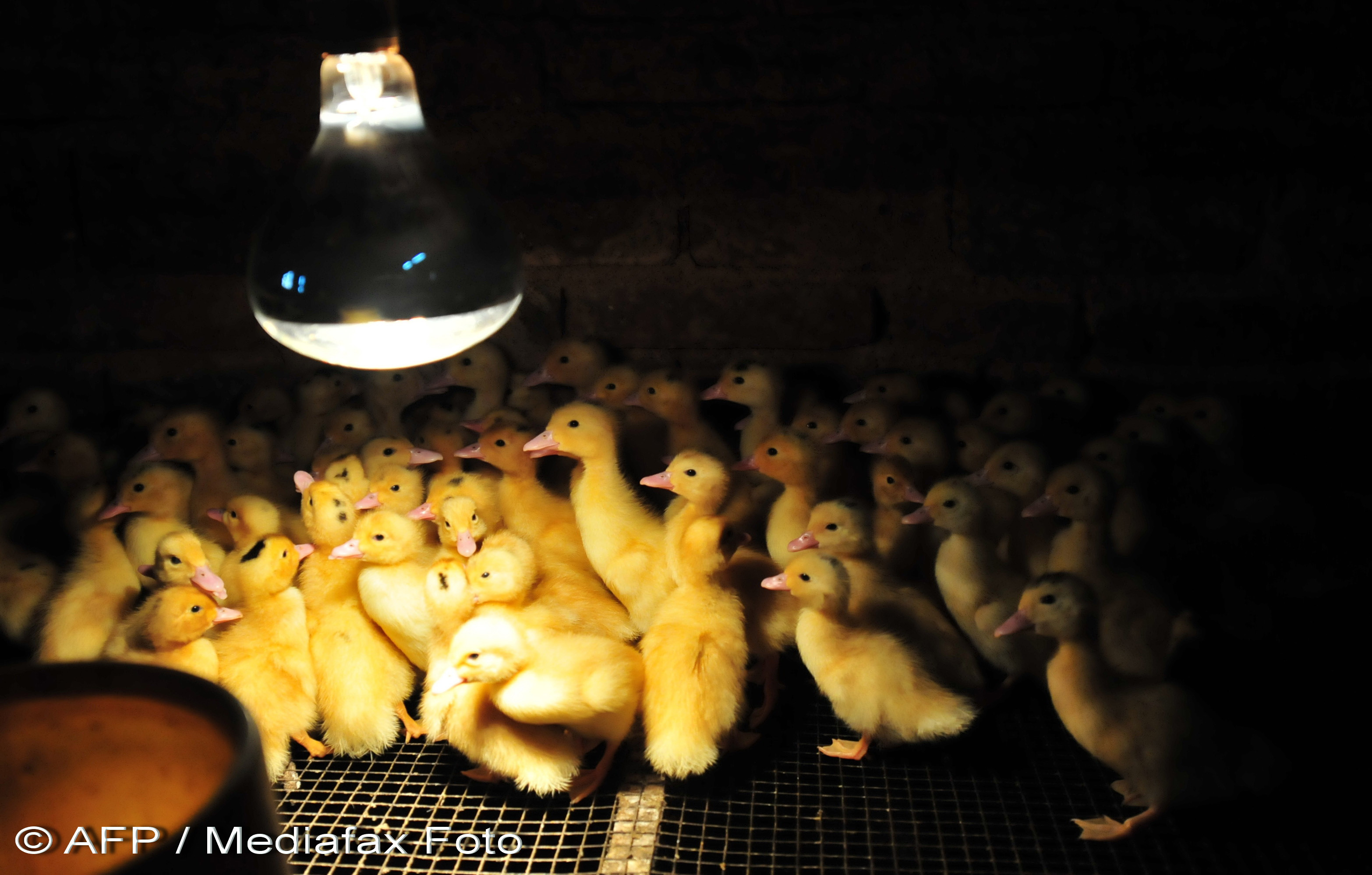 Chinezii gazeaza si ard de vii mii de pui de rata de teama virusului gripei aviare GALERIE FOTO