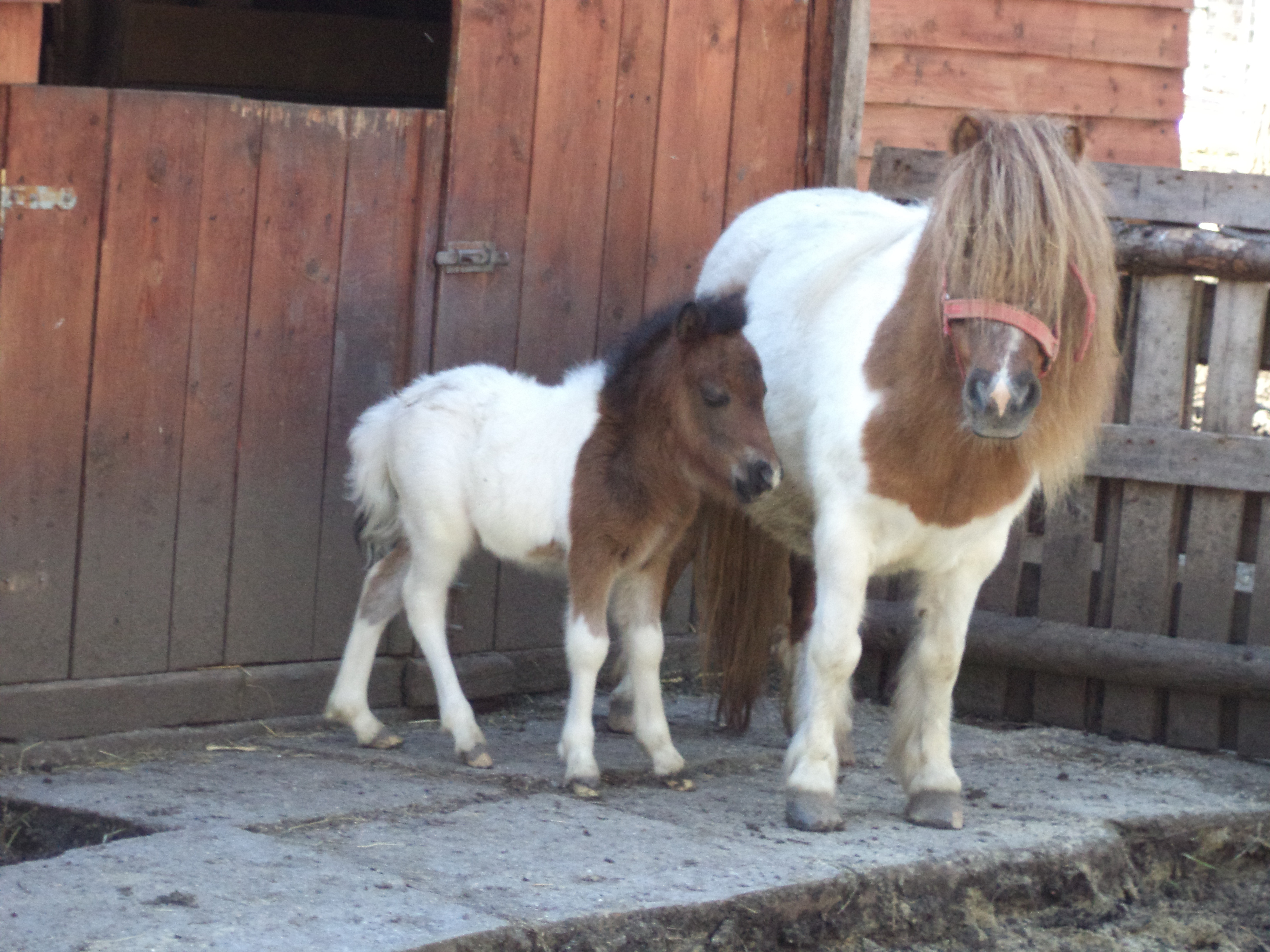 Gradina Zoologica este mai bogata cu doi pui. Care va fi atractia primaverii pentru vizitatori. FOTO