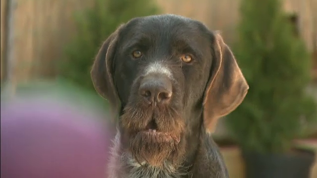 Primaria vrea sa-i oblige pe bucuresteni sa-si castreze cainii. Care este singura cale de scapare