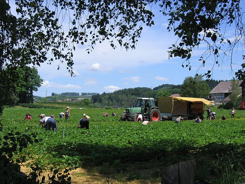 Fructul pe care nimeni nu ar trebui sa-l mai consume. Motivul unei campanii care poate afecta Grecia