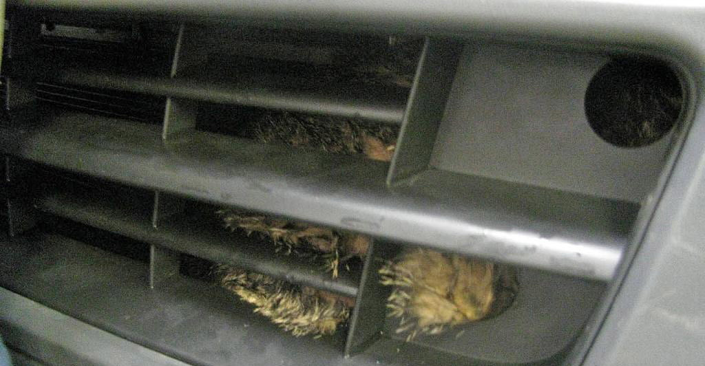 Ce a gasit un barbat sub capota masinii. "Mi-a stat inima in loc cand am vazut ce era acolo"