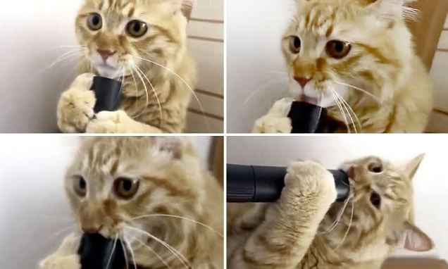 O pisica a ajuns vedeta pe internet. Clipul care a strans peste 200.000 vizualizari in timp record