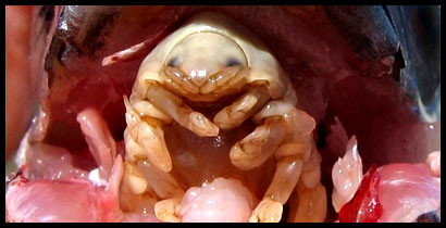 "Seamana cu extraterestrul din Alien" Ce a gasit un barbat din Irlanda intr-un peste