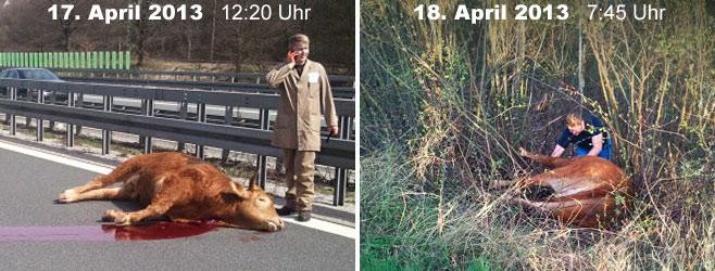 Se intampla chiar si in Germania. Politia, chemata doua zile la rand pentru vacile de pe autostrada