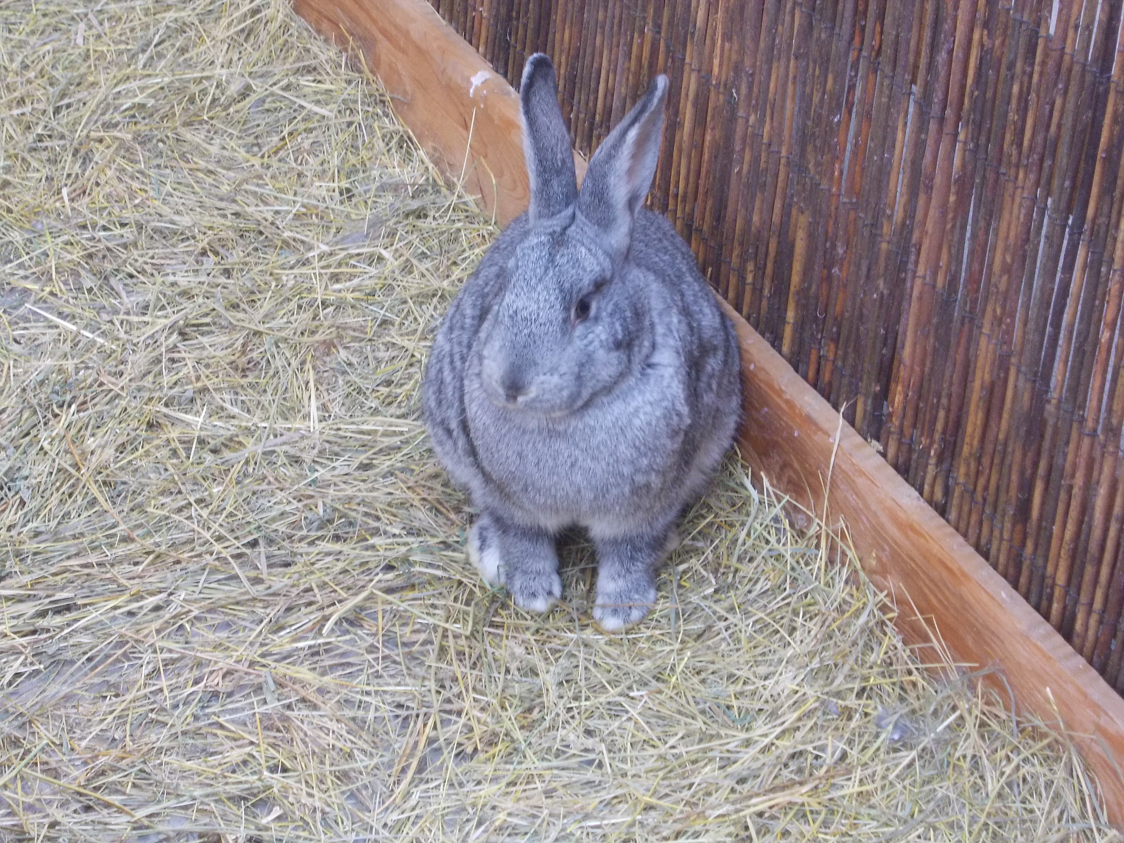 "Urecheatii", atractia Targului de Paste. Ce simbolizeaza iepurasul