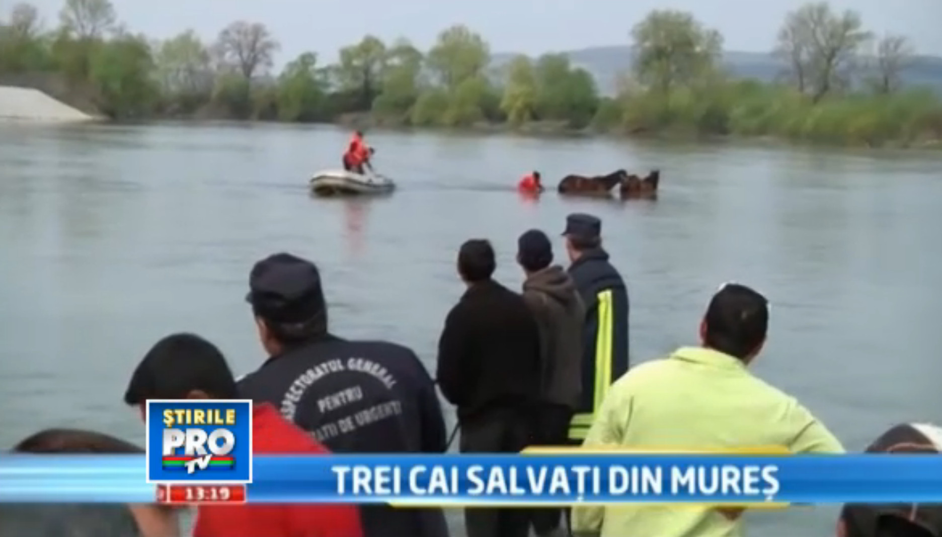 Operatiune dificila de salvare a trei cai ramasi impotmoliti in apele Muresului. VIDEO