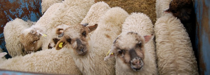 Produsele specifice Sarbatorilor Pascale, luate in vizor de inspectorii DSV Mures