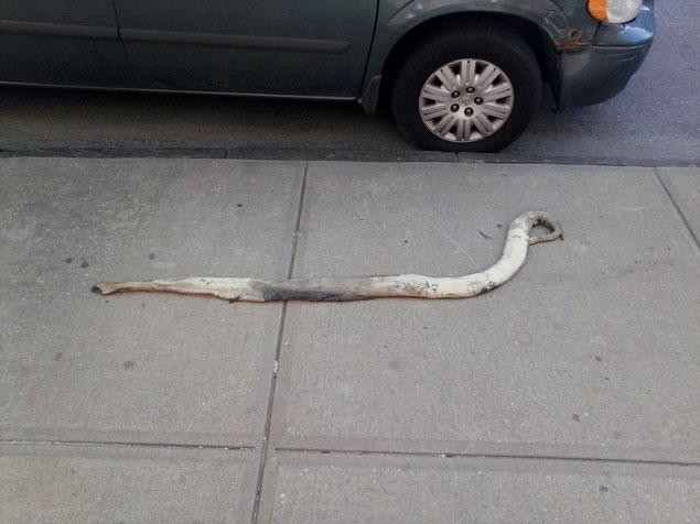 Ce a descoperit un barbat pe un trotuar. "Nu stiu cum a ajuns asa ceva acolo". FOTO