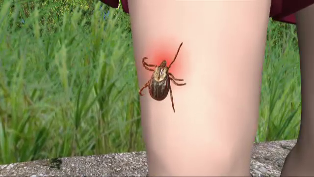 Numarul persoanelor muscate de capuse a scazut la jumatate in judetul Cluj