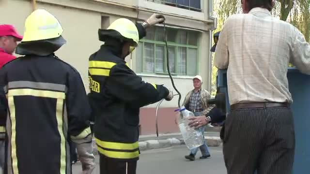O femeie din Bistrita a incremenit cand a vazut un sarpe de un metru si jumatate, in cosul de gunoi