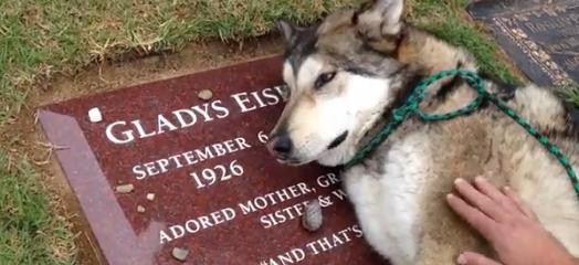 Clipul care a facut mii de oameni sa planga. Cainele lup Wiley plange la mormantul "bunicii". VIDEO