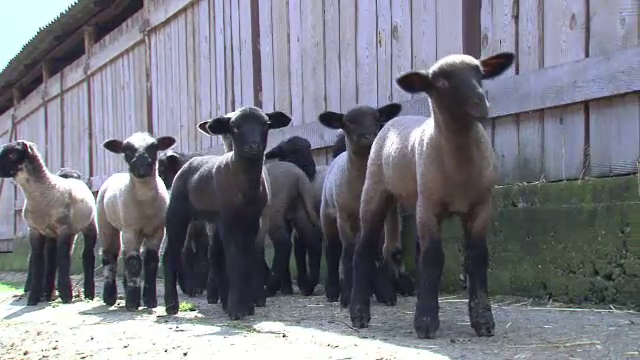 Miel Schwartzkopf si berbecut Suffolk pentru masa de Paste. De ce au renuntat bucatarii la merinos